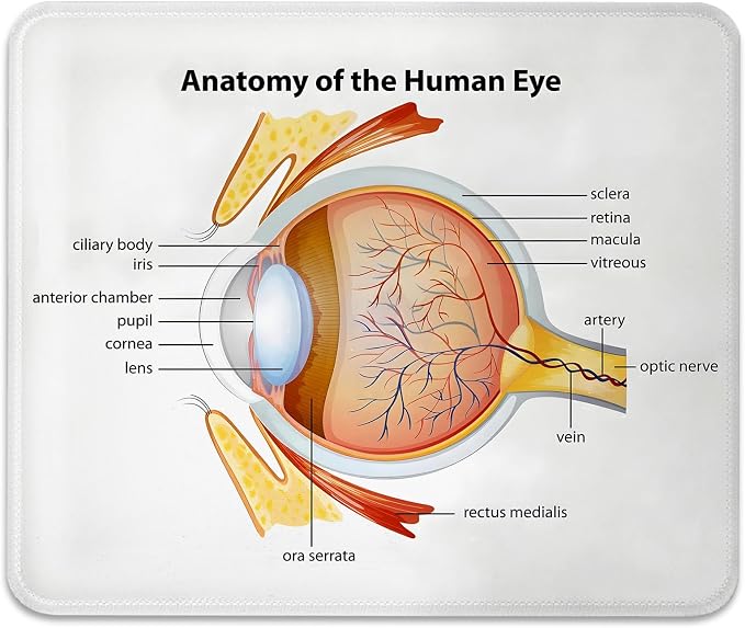 Human Eye Anatomy Science Mouse Pad, Nerves Graphic Durable Desk Mat | Cornea Iris Pupils Optic Design, Cute Mousepad Stitched, Anti-Slip Base Smooth Surface, 9.5 x 7.9 Inches