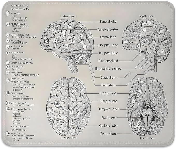 Biology Diagram of Human Brain Anatomy Mouse Pad, Science Durable Desk Mat | Cute Mousepad Stitched, Anti-Slip Base Smooth Surface, 9.5 x 7.9 Inches